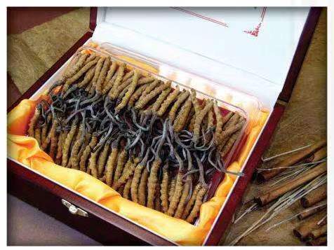 丹凤冬虫夏草回收